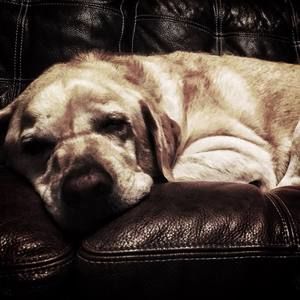 Meet your Posher, Joel